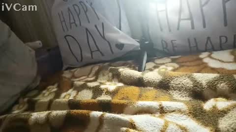 Snapshot of gatodes6116291 chatting on October 2025 05:35:01 PM gatodes6116291 online show from October 2025 05:35:01 PM