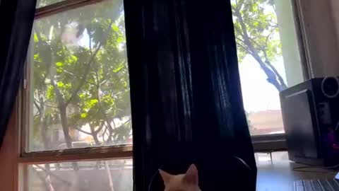 gerson229 online show from October 2025 01:21:02 PM