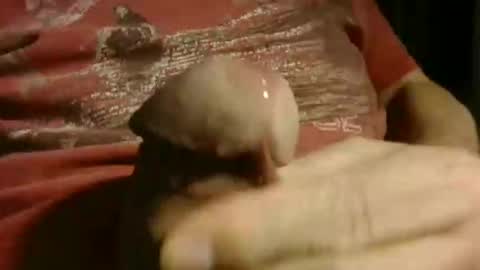 gettingstiff online show from January 2026 12:10:02 PM