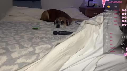 gigi online show from December 2024 07:53:02 PM