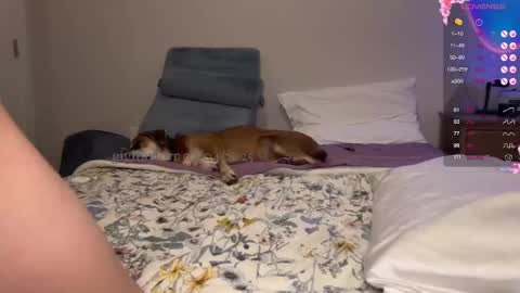 gigi online show from February 2025 01:58:01 AM