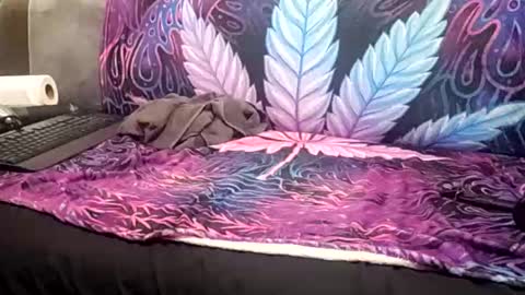 Snapshot of goldcmen chatting on January 2025 04:06:02 AM Goldcmen online show from January 2025 04:06:02 AM