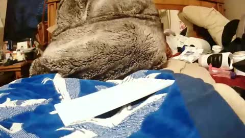 Snapshot of goodbootaye chatting on December 2024 06:10:01 PM Juicy Booty online show from December 2024 06:10:01 PM