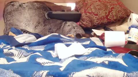 Snapshot of goodbootaye chatting on February 2025 03:07:01 PM Juicy Booty online show from February 2025 03:07:01 PM