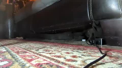 Snapshot of gothicfeetfantasies chatting on January 2025 07:17:01 AM Mistress Mommy Godess online show from January 2025 07:17:01 AM