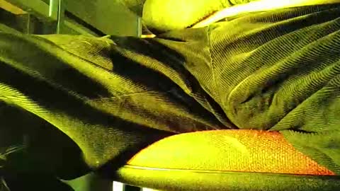 grapefruit online show from November 2025 12:05:02 PM