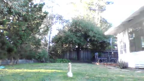 HandySmurf online show from December 2024 11:24:02 PM