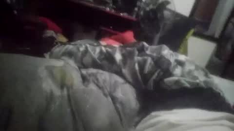 horsebrowm online show from January 2025 11:29:01 PM