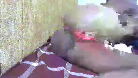 chooo pie online show from February 2025 07:05:02 PM