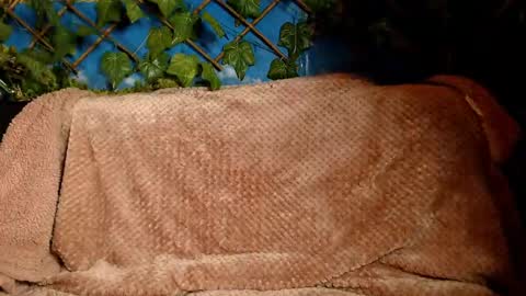 Snapshot of hustle6930 chatting on December 2024 04:45:01 AM Kayla online show from December 2024 04:45:01 AM