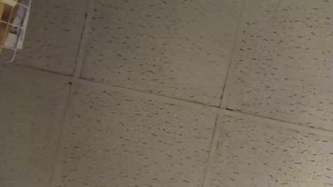 igcognito647033 online show from February 2026 07:54:02 AM