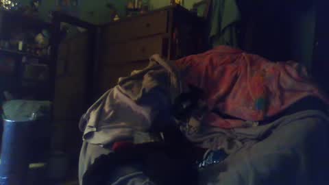 indigo_scorpio online show from February 2025 12:52:02 AM