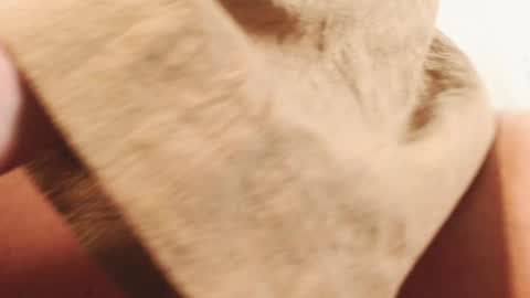 Snapshot of ingret_sunshine chatting on December 2024 02:49:02 PM Ingret online show from December 2024 02:49:02 PM