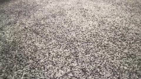 ironerectionn online show from January 2026 01:32:01 AM