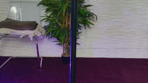 Celine online show from November 2025 05:31:02 AM