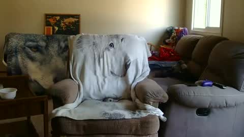 Snapshot of jameswolf777 chatting on September 2025 05:34:01 PM jameswolf777 online show from September 2025 05:34:01 PM