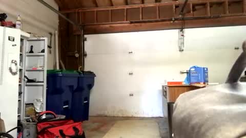 Jaws  online show from September 2025 07:36:01 PM