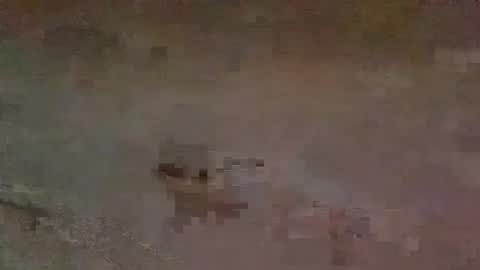 Snapshot of jaybird8 chatting on February 2025 06:55:02 PM jaybird8 online show from February 2025 06:55:02 PM