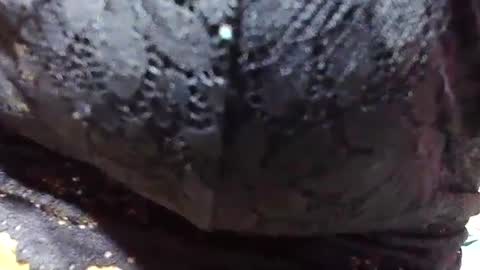 jaysonata215 online show from December 2024 11:15:01 AM