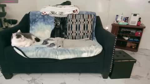 Snapshot of jjjust4fun1985 chatting on February 2025 12:46:01 AM Nicole Allen online show from February 2025 12:46:01 AM