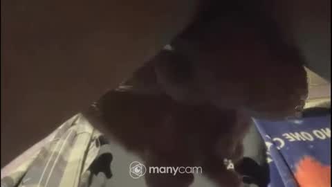 Snapshot of johnnyshung1 chatting on February 2025 01:08:02 PM johnnyshung1 online show from February 2025 01:08:02 PM