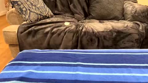 justuravgdad  justuravgmom online show from February 2025 12:32:02 AM