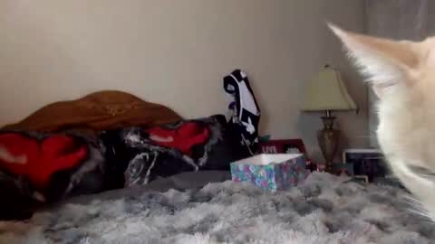 justicee4all online show from January 2026 12:25:02 AM