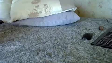 k5661 online show from December 2025 11:06:01 AM