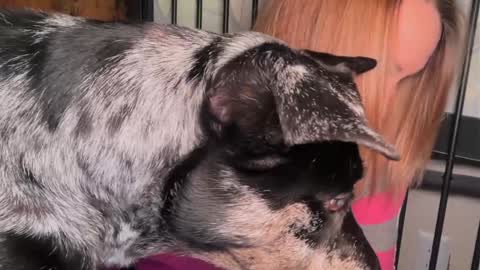 Kailee Smile online show from March 2026 04:45:02 AM