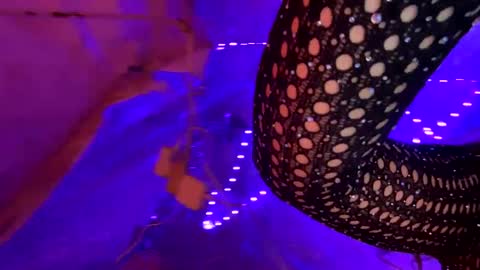 Snapshot of kissahsins chatting on January 2025 08:34:02 AM Kissah Kreampuff online show from January 2025 08:34:02 AM