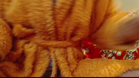 Snapshot of laralhotr chatting on January 2025 12:54:01 AM laralhotr online show from January 2025 12:54:01 AM