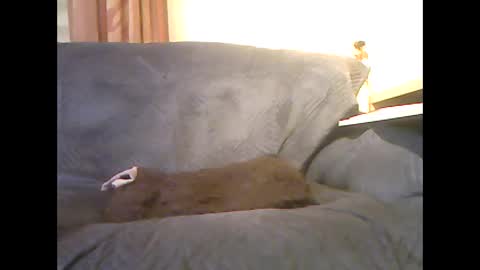 lion160868 online show from February 2026 09:34:01 AM