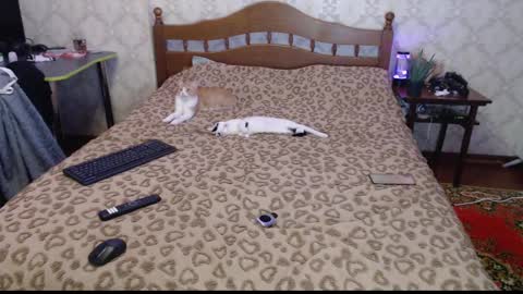 Snapshot of llevella chatting on December 2024 12:11:01 AM Sevy online show from December 2024 12:11:01 AM