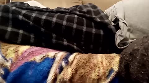 Snapshot of looking4bush chatting on December 2024 07:36:01 PM looking4bush online show from December 2024 07:36:01 PM