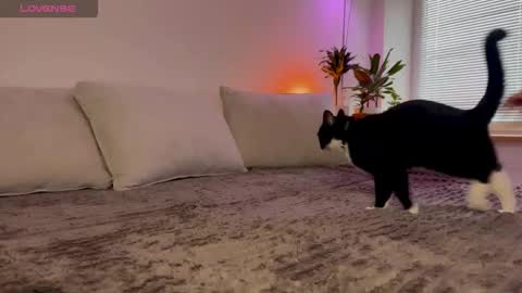 Elsa online show from October 2025 06:34:01 AM