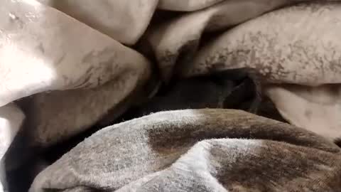 Lvac11 online show from January 2025 12:38:01 PM