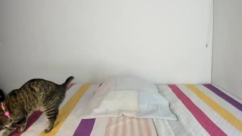 instagram  nueela   online show from November 2025 11:14:02 PM