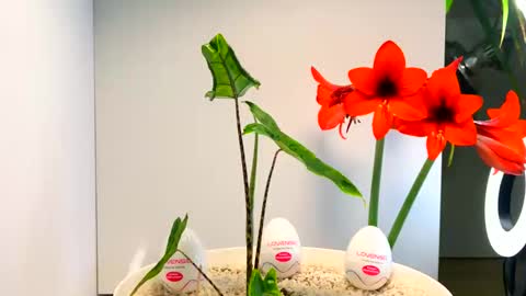 Snapshot of manup1977 chatting on December 2025 12:48:01 AM manup1977 online show from December 2025 12:48:01 AM