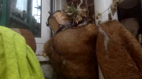 Snapshot of matureman1234 chatting on November 2025 08:25:01 AM matureman1234 online show from November 2025 08:25:01 AM