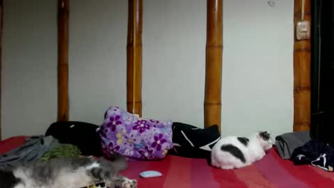 Mia  Sam online show from March 2026 12:25:02 AM