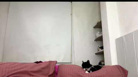 missangeldust online show from October 2025 11:52:02 PM