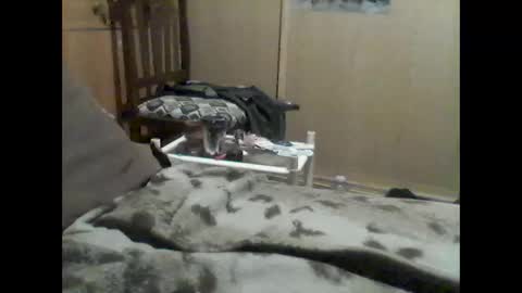 Snapshot of mrfumao chatting on June 2026 12:33:01 AM mrfumao online show from June 2026 12:33:01 AM