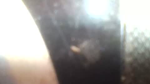 Snapshot of mrvenusx chatting on January 2025 02:36:01 PM Mrs Venus online show from January 2025 02:36:01 PM