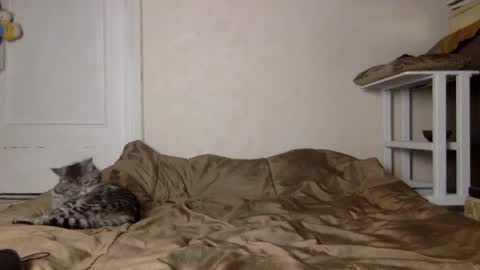 Snapshot of muse_online chatting on December 2024 11:41:02 AM Muse Ali online show from December 2024 11:41:02 AM