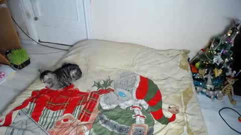 Snapshot of muse_online chatting on December 2024 08:15:01 PM Muse Ali online show from December 2024 08:15:01 PM