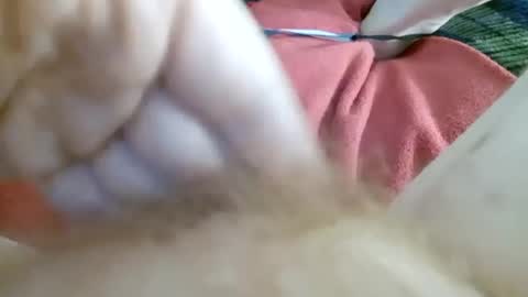 Kitty online show from July 2026 11:16:02 AM