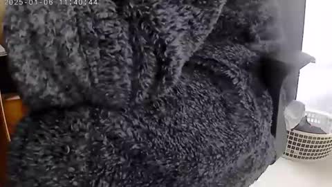 nineinchhard online show from January 2025 11:40:02 AM