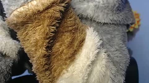 Snapshot of noah_miller7 chatting on January 2025 07:11:02 AM Noah Millers online show from January 2025 07:11:02 AM