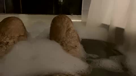 oldbones2 online show from February 2025 02:51:01 AM