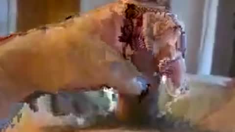 oldermtl online show from June 2026 09:49:01 PM